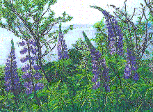 'Lupins in Mahone Bay' Threadpainting by Ann Abutrab 